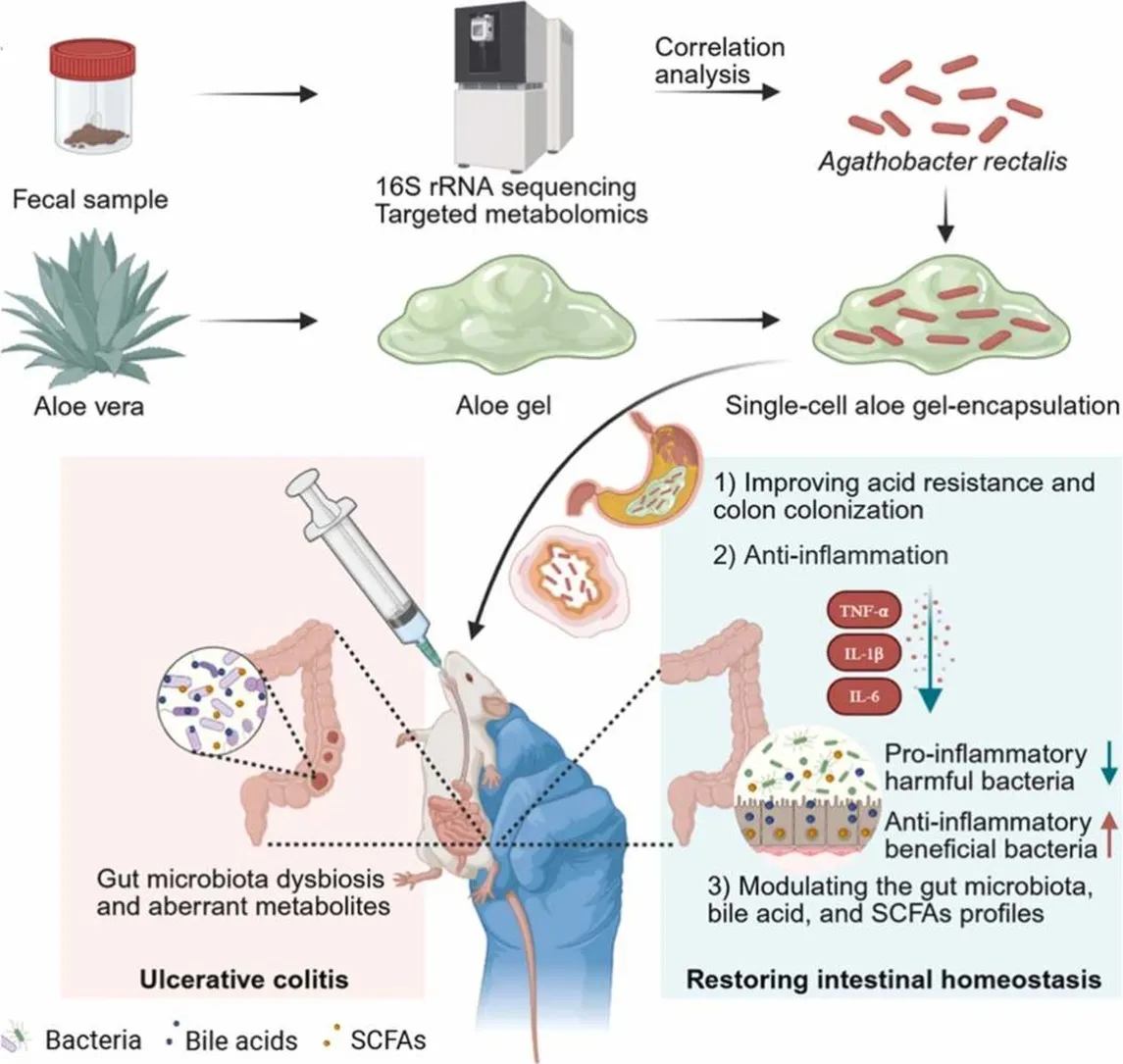 Single-cell encapsulation of Agathobacter rectalis in Aloe vera gel alleviates DSS-induced colitis by remodeling the gut microbiota–metabolite axis