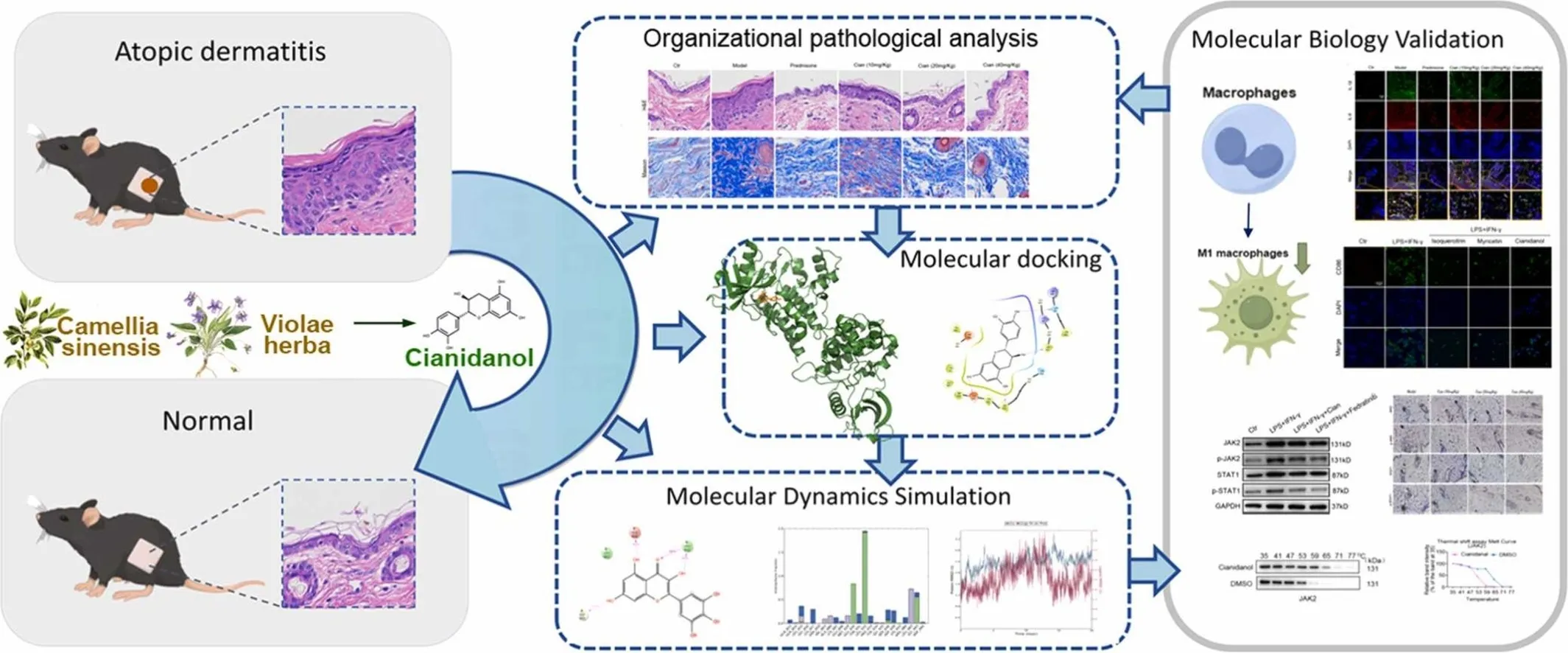 Cianidanol suppresses M1 macrophage polarization via JAK2/STAT1 to ameliorate DNCB-induced atopic dermatitis