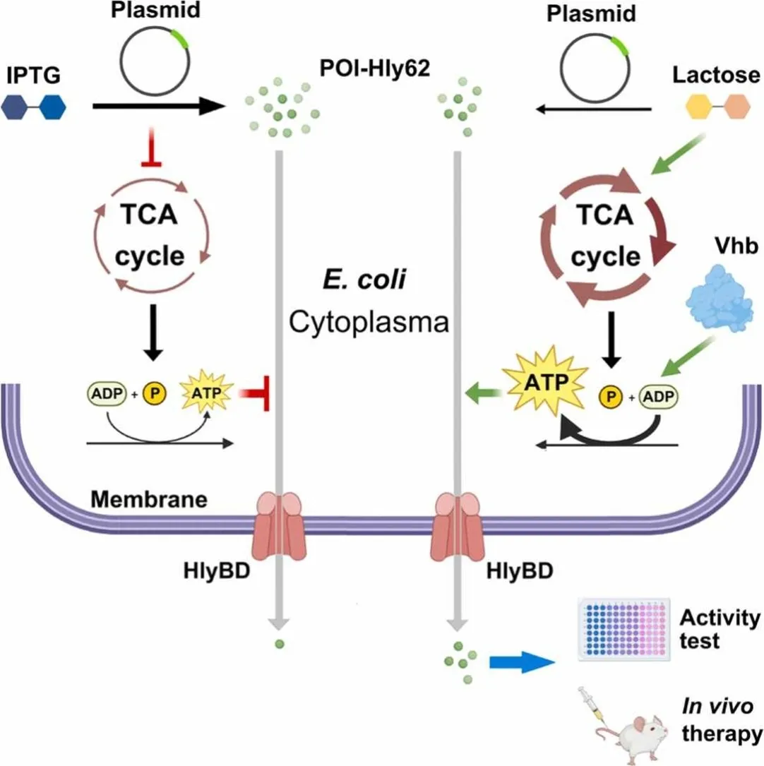 Engineering energy metabolism boosts therapeutic protein production via the E. coli hemolysin A system