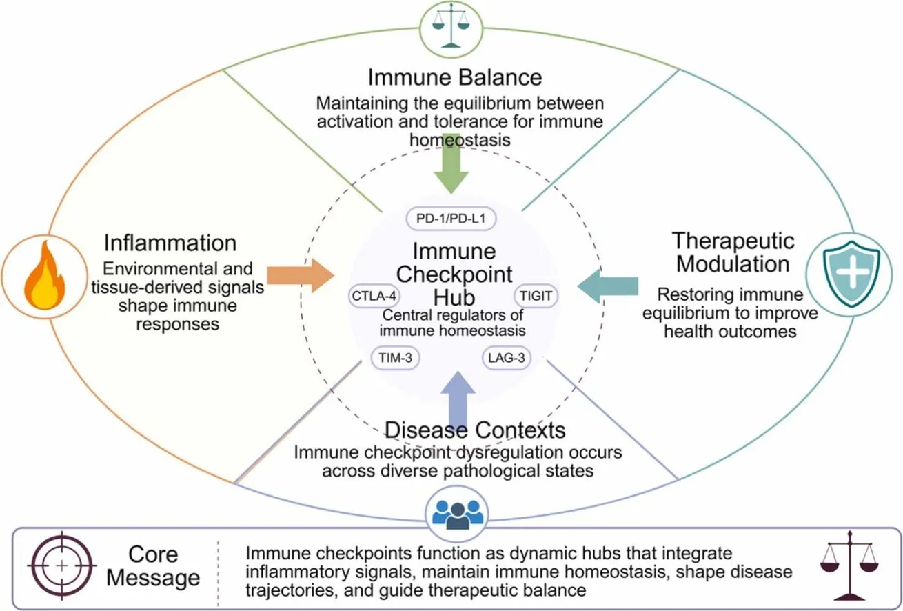 Unlocking new horizons in immunity: The roles and mechanisms of immune checkpoints in inflammation regulation