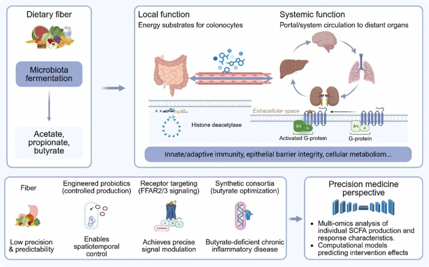Short-chain fatty acids as molecular bridges between the gut microbiota and systemic inflammation: mechanisms, organ-specific axes, and therapeutic opportunities